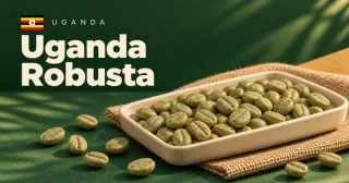 Uganda Robusta