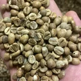 Uganda Robusta